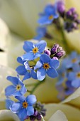 Forget-me-nots