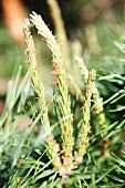 Pale green flowers on pine branches