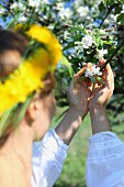 Woman's hands held protectively around apple blossom