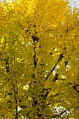 Gingko tree with yellow leaves