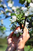 A woman's hands cupped around a twig with white apple blossom