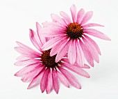 Two echinacea flowers