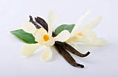 Two vanilla pods and two vanilla flowers