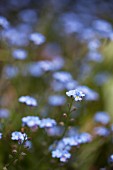 Forget-Me-Nots Growing Outdoors