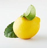 Zitrone und Zitronenblätter