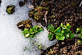 Lamb's lettuce in a garden bed with snow
