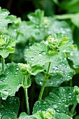Dewdrops on lady's mantle in garden