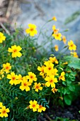 Gem marigolds with flowers