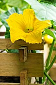 A Hokkaido pumpkin flower on the plant in a raised bed