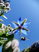 A borage flower and a bee flying away