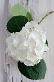 White hydrangea flower on weathered wooden board