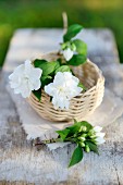 weiße Jasminblumen im kleinen Weidenkörbchen auf Gartentisch