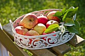 Red apples in metal dish on garden chair