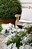 Garden chair, box ball, white flowers and watering can against house facade
