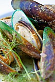 New Zealand Green Lipped Mussels; Close Up