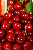 Fresh Red Cherries