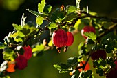 Red gooseberries on the bush