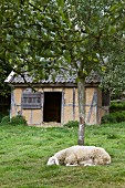 Schaf vor einem Stall im Garten
