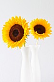 Zwei Sonnenblumen in Vasen