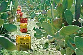 Prickly pears being harvested (Sicily)