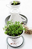 Growing herbs and herb decoration: cress seeds (cress in a porcelain coffee filter)
