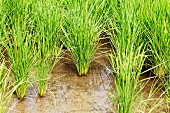A field of rice (section)