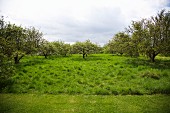 View of orchard