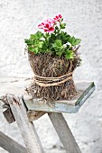 Red and white flowering scented pelargonium in small pot wrapped in dry moss and raffia on rustic wooden bench