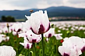 A field of flowers with white and purple poppy flowers