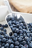 Blueberries in a wooden crate with a scoop