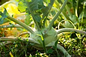 A kohlrabi plant growing in the garden (close-up)