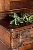 Fresh sages on a wooden table