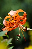 Turk's cap lily in garden (close-up)