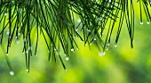 Water droplets on conifer (close-up)