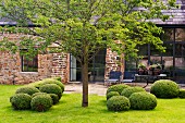 Blick über den Rasen mit Laubbaum und kugelförmig geschnittenen Büschen auf veränderte Steinfassade einer englischen Scheune