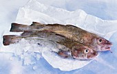 Two fresh gilt-head bream on paper with ice cubes