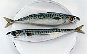 Two mackerel on a plate