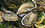 Fresh oysters (view from above)