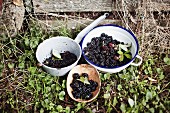 Blackberries in bowls in the garden