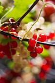 Redcurrants and white currants (close-up)