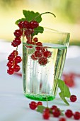 A glass of water with redcurrants on a table in the garden