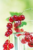 Ein Wasserglas mit roten Johannisbeeren (Close Up)