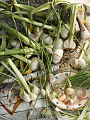 Elephant garlic in a basket