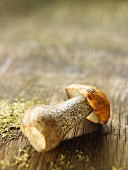 A fresh birch bolete on a wooden surface