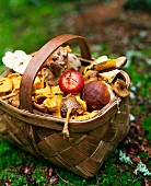 Assorted wild mushrooms in a basket, in an autumnal field