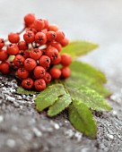 Rowan berries with leaves