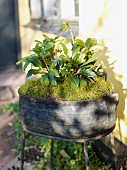 Hellebores in bed of moss in rustic, vintage pot on metal stand