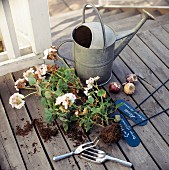 Geraniums with root balls and zinc watering can on wooden decking of veranda