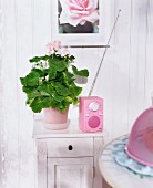 A pink radio and a pelargonia