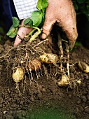 Hände halten Kartoffelpflanzen
